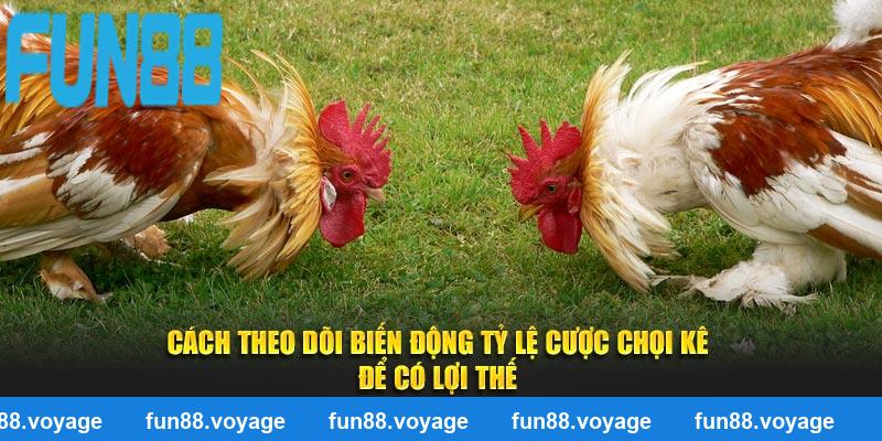 Cách theo dõi biến động tỷ lệ cược chọi kê để có lợi thế