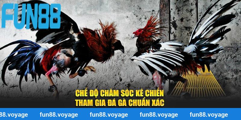 Chế độ chăm sóc kê chiến tham gia đá gà chuẩn xác