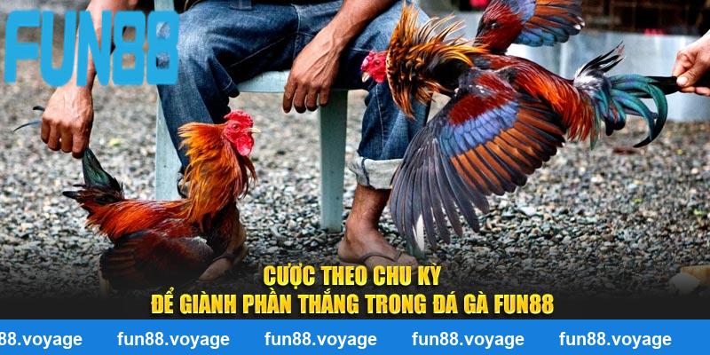 Cược theo chu kỳ để giành phần thắng trong đá gà Fun88