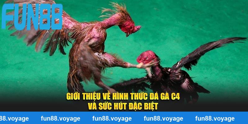 Giới thiệu về hình thức đá gà C4 và sức hút đặc biệt