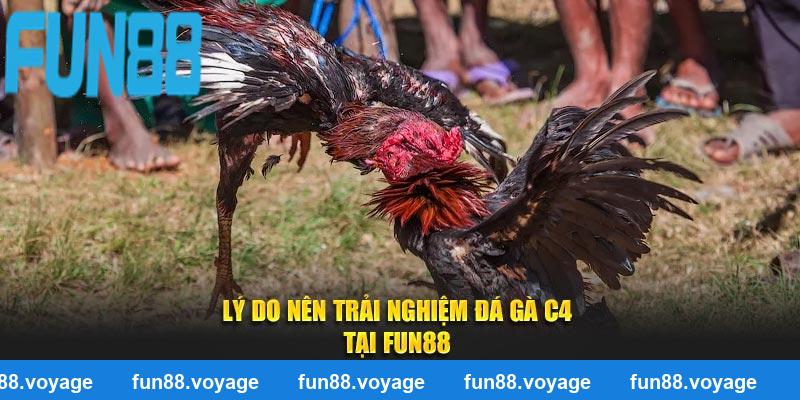 Lý do nên trải nghiệm đá gà C4 tại FUN88