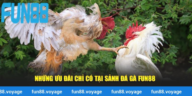 Những ưu đãi chỉ có tại sảnh đá gà Fun88