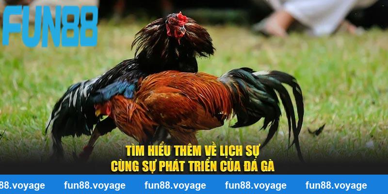 Tìm hiểu thêm về lịch sự cùng sự phát triển của đá gà